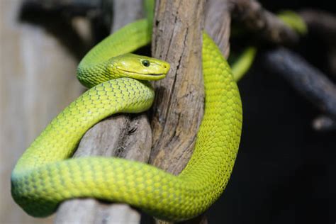 Elapid Snake Stock Photos, Pictures & Royalty-Free Images - iStock