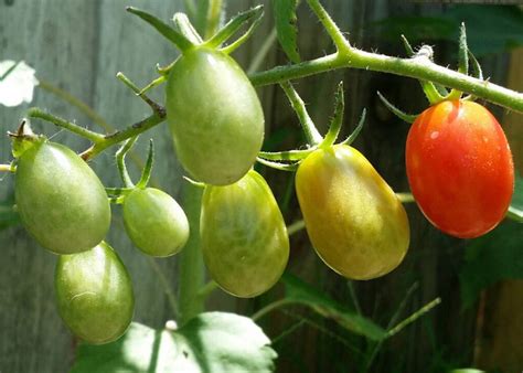 The Top 20+ Growing Roma Tomatoes In A Pot