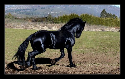 Jet black Friesian horse - Friesians Photo (17059979) - Fanpop