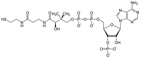 Coenzyme A, free acid