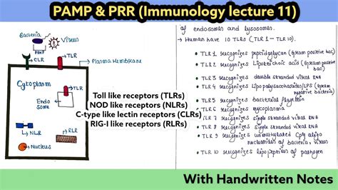 PRRs, PAMPs and DAMPs| Types| Mechanisms | Immunology Lecture 11 - YouTube