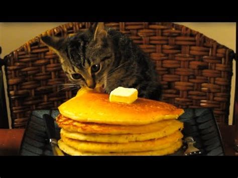 CAT EATING PANCAKES - YouTube