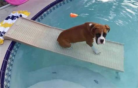 Best Dog Pool Ramp: 7 Reviews - Be Safe [2021] - All Pet's Life