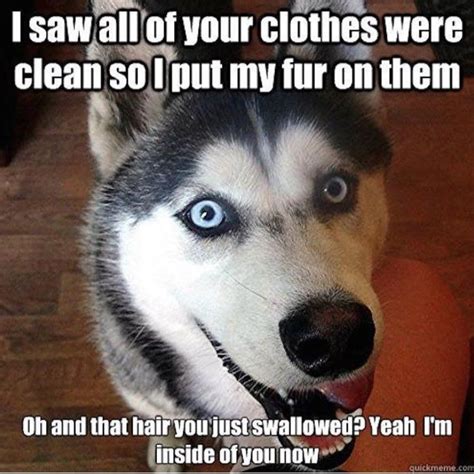 35 Best Siberian Husky Memes of All Time | The Paws | Husky memes ...