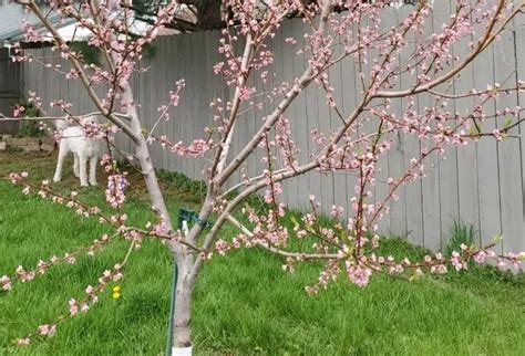 When Do Peach Trees Bloom? (And 4 Ways to Make Them Bloom More Quickly) - The Practical Planter