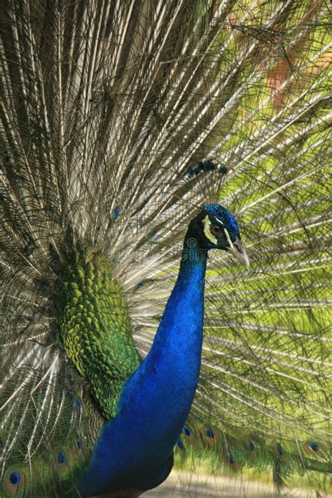 Portrait of Male Indian Peafowl Stock Photo - Image of showing, tail ...