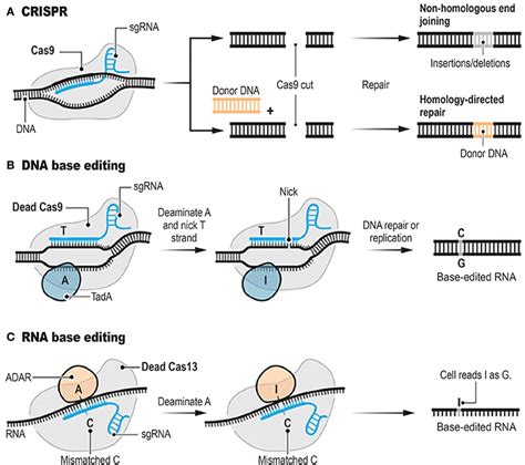 Frontiers | Commentary: RNA editing with CRISPR-Cas13