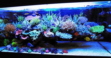 Set Up a Saltwater Aquarium