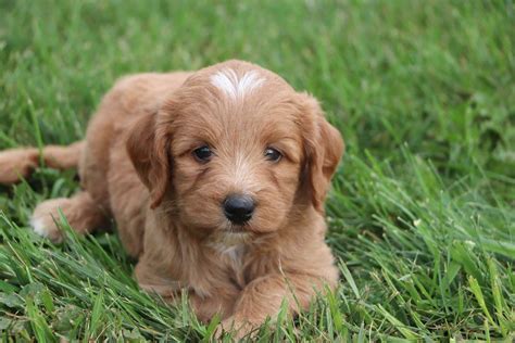 Best Labradoodles and Mini Labradoodles for Sale — Crockett Doodles