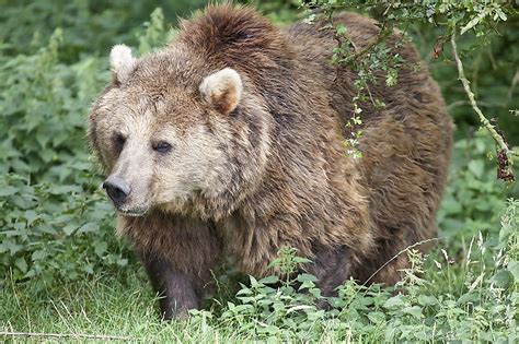 Eurasian Bear Facts: Animals of Europe - WorldAtlas.com