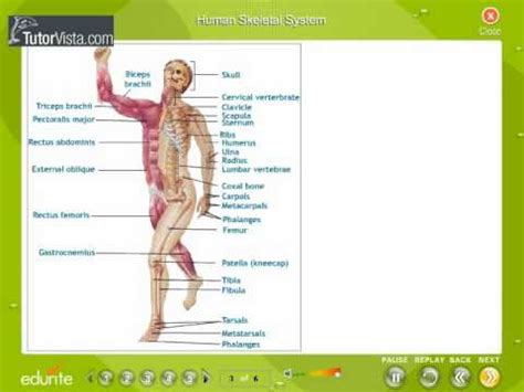 Locomotion And Movement - YouTube