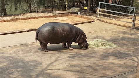 Hippopotamus feeding at Dubbo Zoo - YouTube