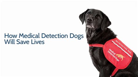 How Medical Detection Dogs Will Save Lives - YouTube