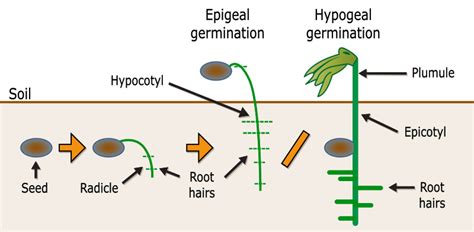 Diferença entre germinação epigeal e hipogeal - 2022 - Notícia