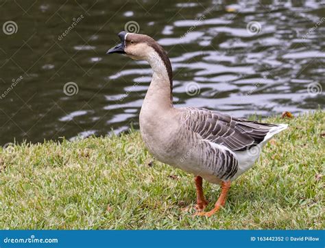 Brown African Goose Walking in the Grass in Dallas, Texas. Stock Photo ...