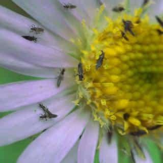 Thrips damage – symptoms, pictures of infested plants