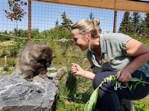 Tours - Alaska Wildlife Conservation Center