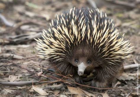 Echidna Facts, Information And Pictures From Active Wild