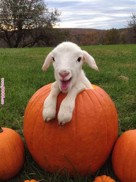 Happy Fall Y'all!! | Farm! | Pinterest | Cute animals, Animals and Sheep Happy Fall Y'all ...