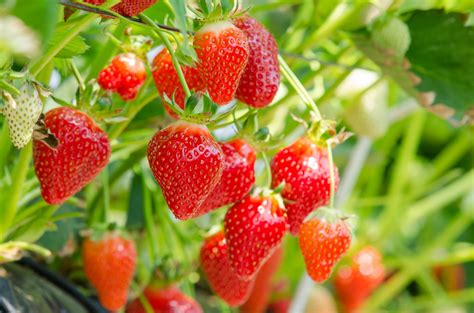 How and When to Harvest Strawberries? — 6 Tips (that Work)