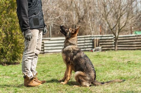 33 German Shepherd Training Commands To Get A Good Boy