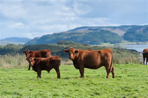 Country Life Today: Scottish cattle numbers 'at lowest level for 60 years' - Country Life