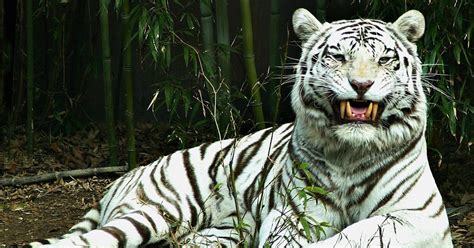 Nature at its best: White Tiger of India