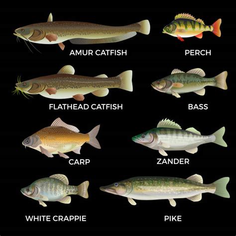 Freshwater Lake Fish Species