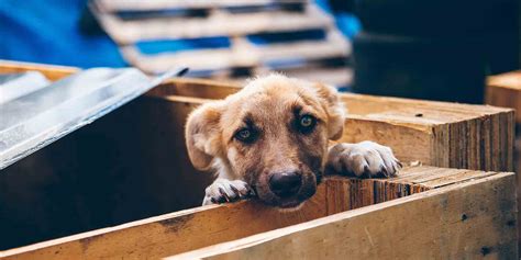 Inspiring Dog Rescue Stories: Healing Bond Between Humans and Dogs