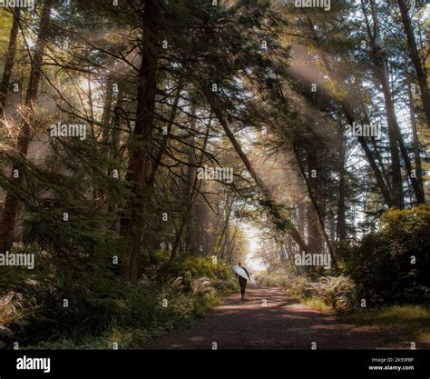 pacific rim trail Stock Photo - Alamy