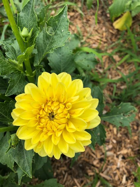 Yellow dahlias