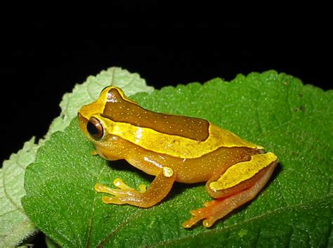 Hylidae - Tree Frogs | Wildlife Journal Junior