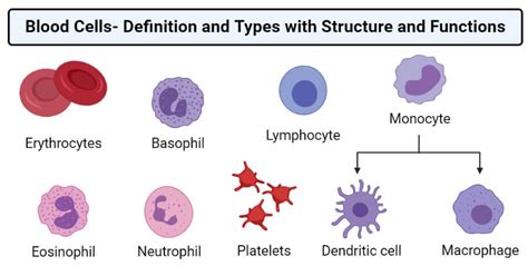 Blood Cells- Definition and Types with Structure and Functions