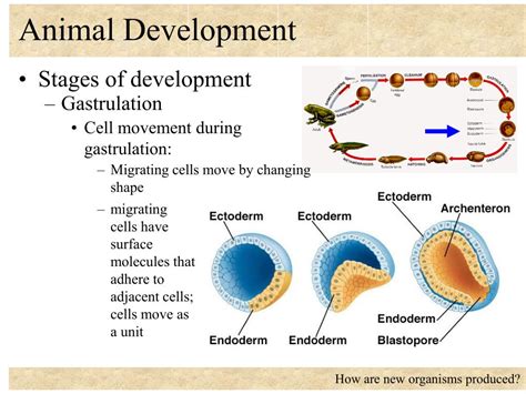 PPT - Animal Development PowerPoint Presentation, free download - ID:6252289