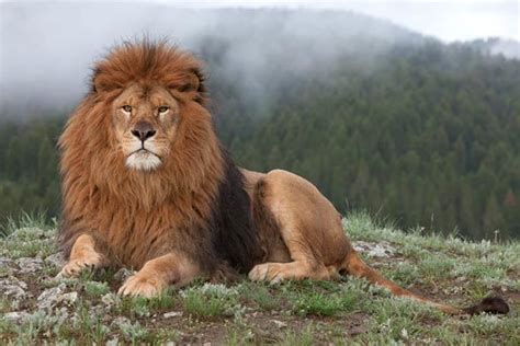 Barbary lion ~ Everything You Need to Know with Photos | Videos