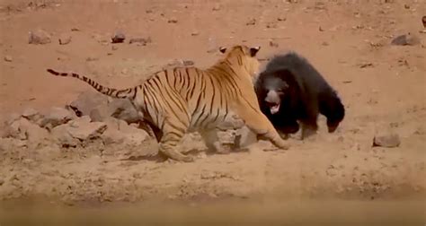 Video: Epic Battle, Incredible Ending, as Mama Sloth Bear Takes on Bengal Tiger in Indian ...