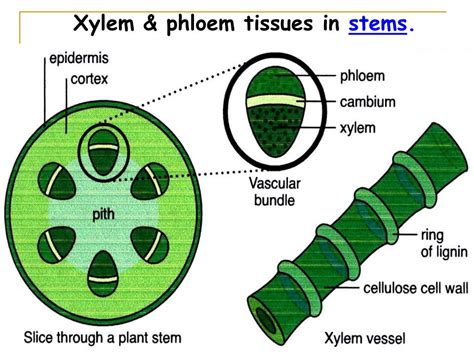 Xylem And Phloem