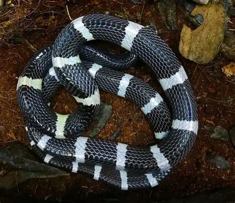 Black And White Snakes: 10 Classic And Elegant Looking Serpents!