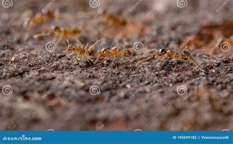 Big-Headed Ants stock photo. Image of group, macro, hexapod - 195699182