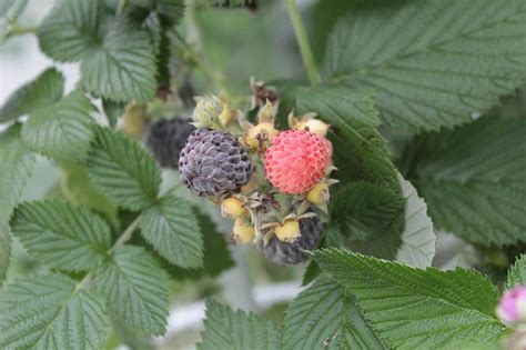 Whitebark Raspberry in 1 Gallon Pot – Fraser Valley Rose Farm