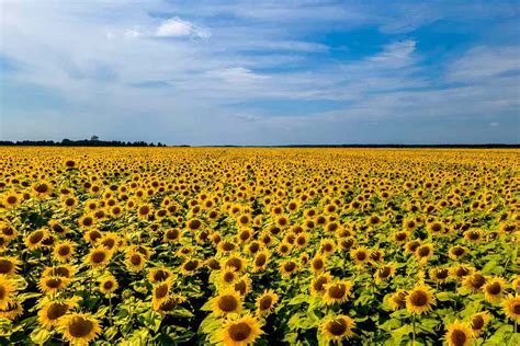 What's up with the sunflower in Ukraine vs. Russia Conflict? : r ...