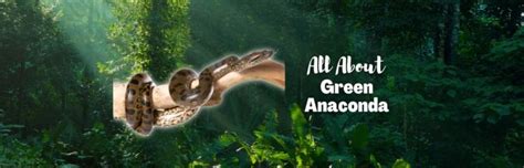 Green Anaconda: All About South America's Giant