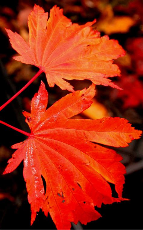 Acer japonicum ' Emmett's Pumpkin ' Fullmoon Maple Tree - Kigi Nursery