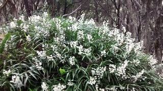 Easter orchids, Orokonui Ecosanctuary, Dunedin, NZ | Flickr