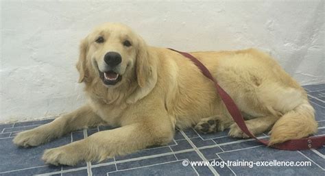 Best Golden Retriever Training Guide