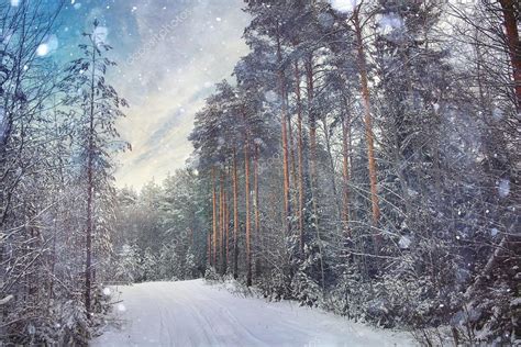 Winter forest landscape — Stock Photo © xload #67896533