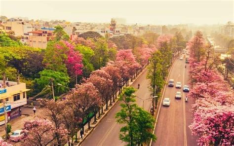 15 Photos Of Bangalore In Bloom That Shows The City Looks Magical In Spring