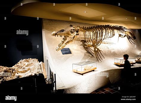 View of boy walking past a mounted Mosasaurus fossil at the Natural ...