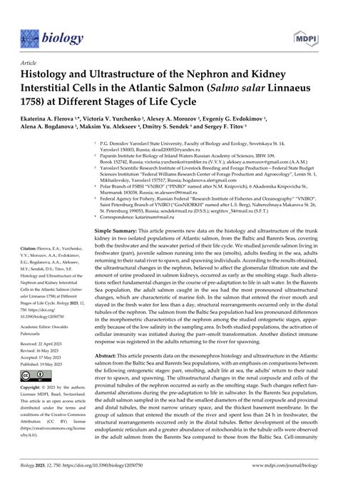 (PDF) Histology and Ultrastructure of the Nephron and Kidney ...