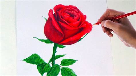 Drawing A Rose Flower With Simple Colored Pencils | - YouTube